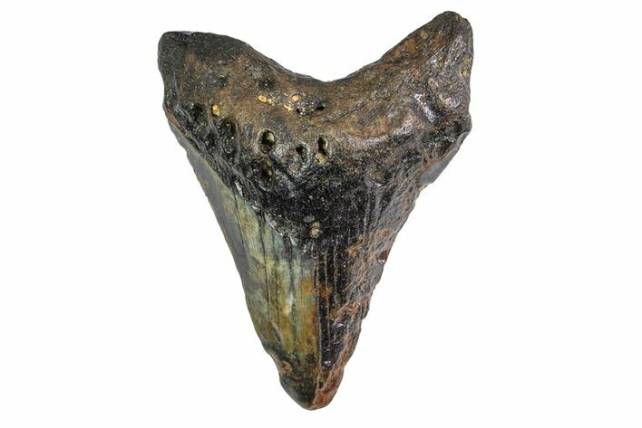 Bargain, Fossil Megalodon Tooth - North Carolina #153047